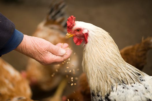 Building a Haven: Your Guide to Wonderful Backyard Chicken Coops